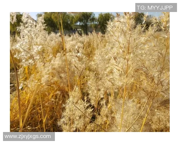 与杨强畅谈篮球生涯的点滴回忆与成长之路 与杨强畅谈篮球生涯的点滴回忆与成长之路